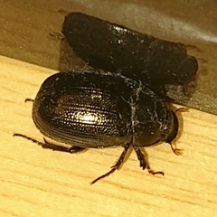 Scarabaeidae