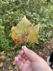 Platanus occidentalis