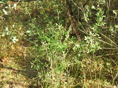 Chrysojasminum fruticans