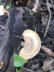 Microporellus obovatus