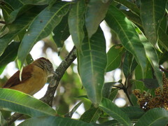 Thamnophilus doliatus