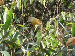 Thamnophilus doliatus