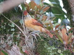 Thamnophilus doliatus