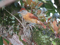 Thamnophilus doliatus