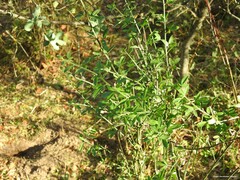 Chrysojasminum fruticans