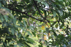 Dendrocitta vagabunda