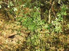 Chrysojasminum fruticans