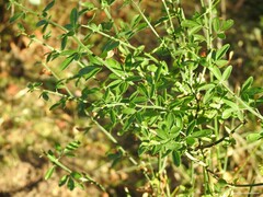 Chrysojasminum fruticans