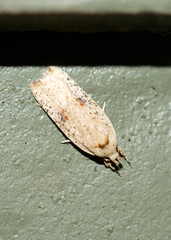 Agonopterix nervosa