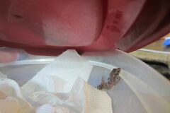 Hemidactylus turcicus