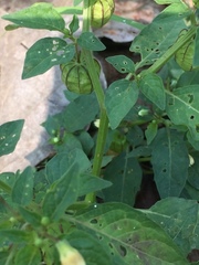 Physalis minima