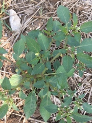 Physalis minima