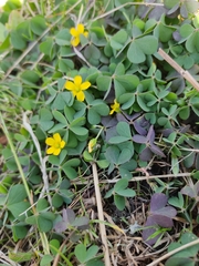 Oxalis corniculata