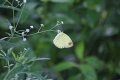 Eurema hecabe