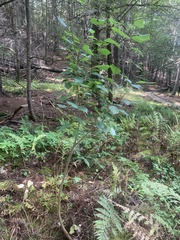 Populus