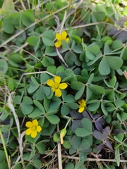 Oxalis corniculata