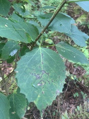 Populus