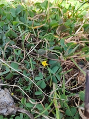 Oxalis corniculata