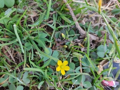 Oxalis corniculata