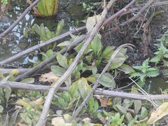 Veronica anagallis-aquatica