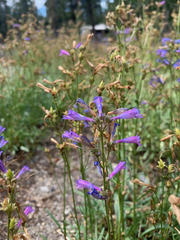 Penstemon gracilentus