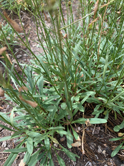 Penstemon gracilentus