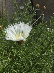 Plectocephalus chilensis