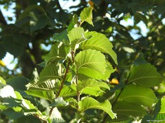 Ulmus laevis