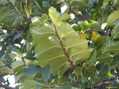 Ulmus laevis