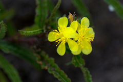 Corchorus asplenifolius