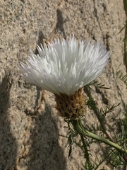 Plectocephalus chilensis