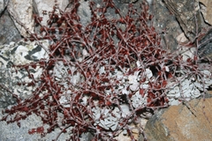 Eriogonum saxatile