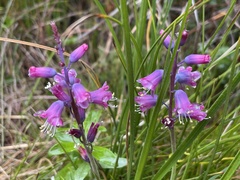 Lachenalia salteri