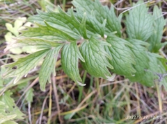 Valeriana officinalis