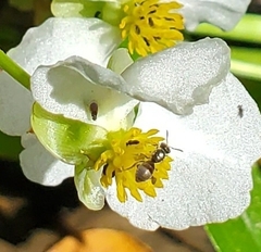 Dialictus