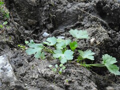 Ranunculus muricatus