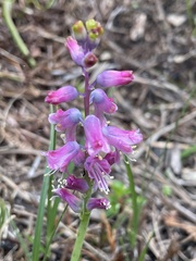 Lachenalia salteri