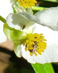 Dialictus