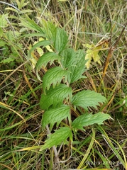 Valeriana officinalis