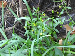 Ranunculus sceleratus
