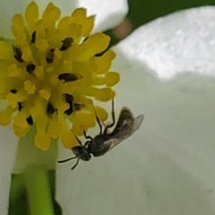 Dialictus