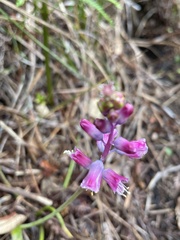 Lachenalia salteri