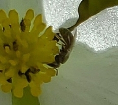 Dialictus