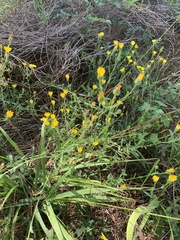 Bradburia pilosa