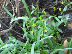 Ranunculus sceleratus
