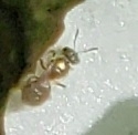 Dialictus