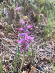 Lachenalia salteri