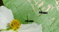 Dialictus