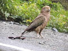 Nestor notabilis