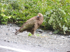 Nestor notabilis